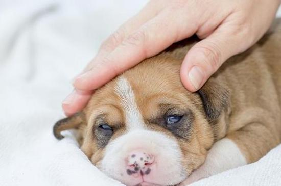 狗狗哪些部位不能摸,狗狗这几个部位不能随便洗