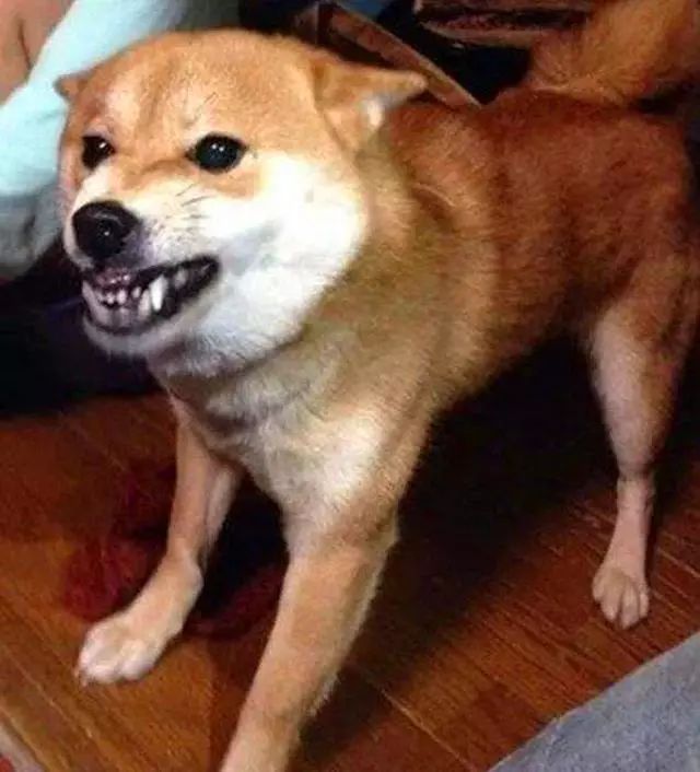 如果遇见狗要咬你该怎么办,如果遇到狗咬人怎么办