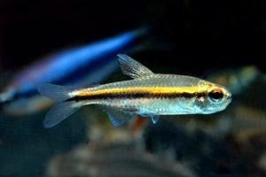 草缸灯鱼专用灯,适合草缸养的灯鱼