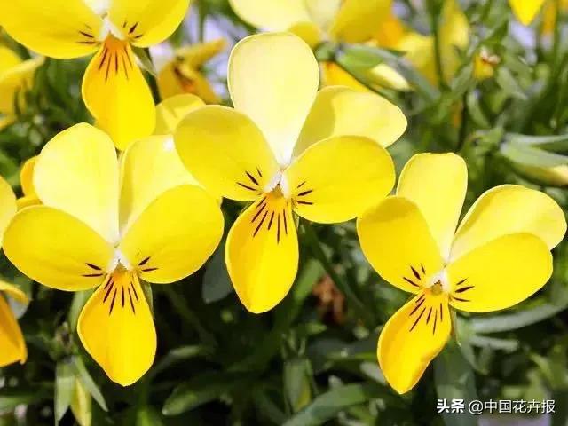 小兔子为什么有不同颜色的眼睛,为什么小兔子都那么可爱