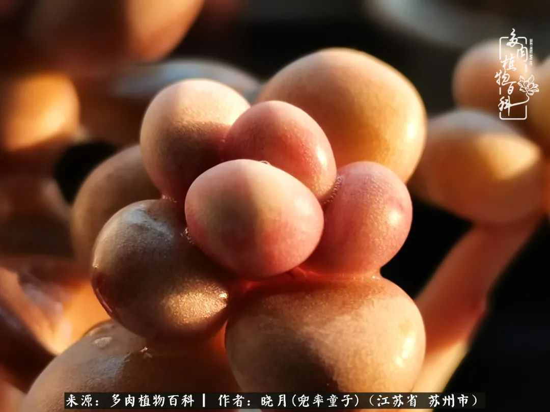 六年时间环游22个国家,却被多肉小萌物征服