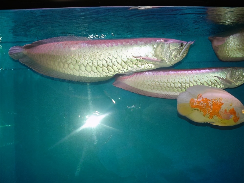 养一个鱼要硝化细菌吗,鱼养了才加硝化细菌可以吗