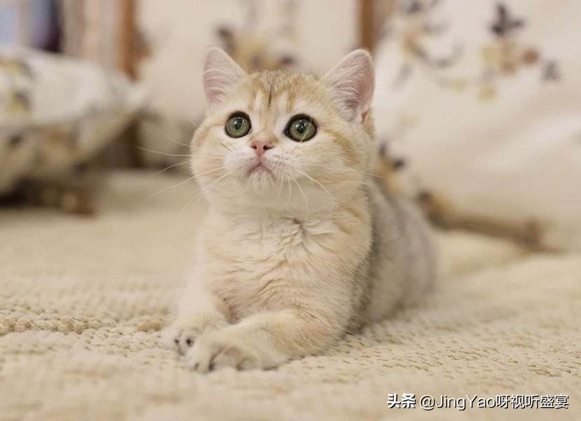 雄性:猫、虎除了舌头,还有一个器官长倒刺!连蛇也有不可思议!