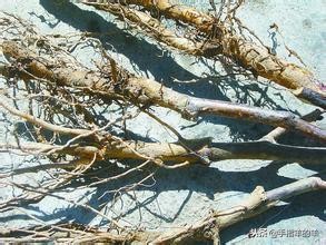 牙疼的治疗方法快速止痛睡不着觉,牙疼的原因及止疼方法