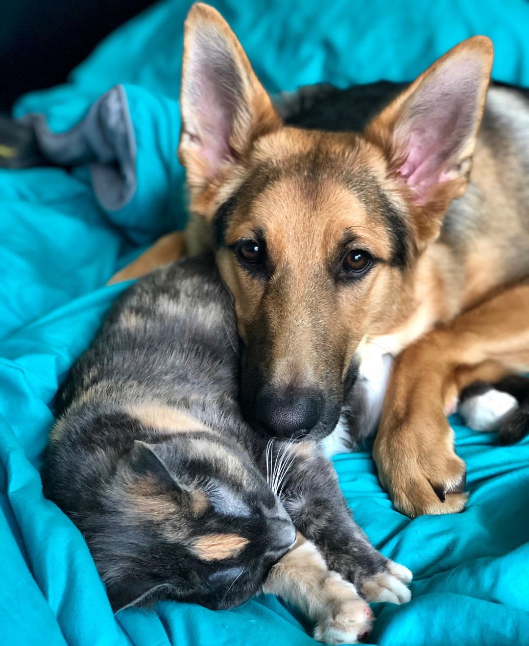 德牧从小养到大,德牧把猫当成宝贝养