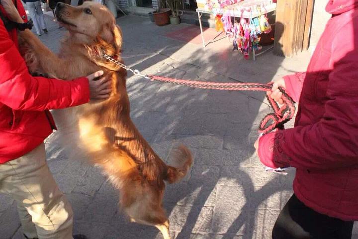 一只金毛坏习惯太严重了,金毛坏习惯怎么改