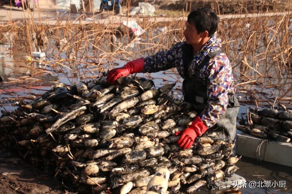 全国哪里莲藕最多最便宜,全国最好的莲藕品种粉藕