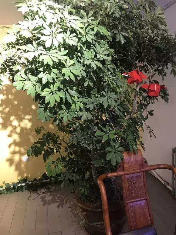 鹅掌柴不长高,鹅掌柴长得慢怎么办