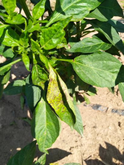 治疗工业辣椒炭疽病的高效农药,辣椒细菌性叶斑病和炭疽病区分