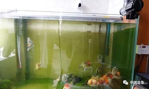 原来这么好用的养鱼装备,制作懒人养鱼必备神器