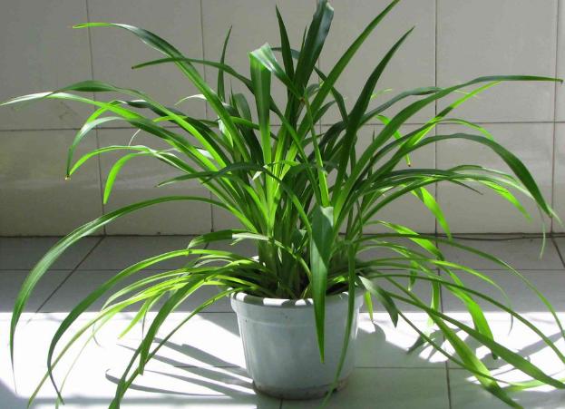 水果皮厨余垃圾是怎么变成肥料的,香蕉皮用来养花的几大作用