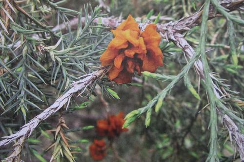 不懂病虫害,不懂预防疾病的案例