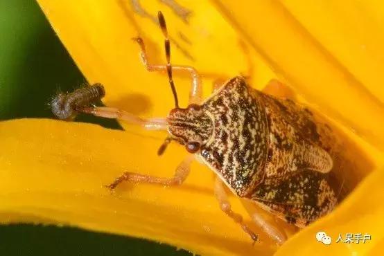 人工养殖的天敌昆虫,昆虫天敌大全