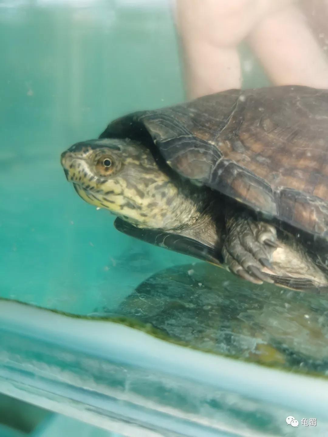 黄泽泥龟为什么冷门,泥龟冷门品种