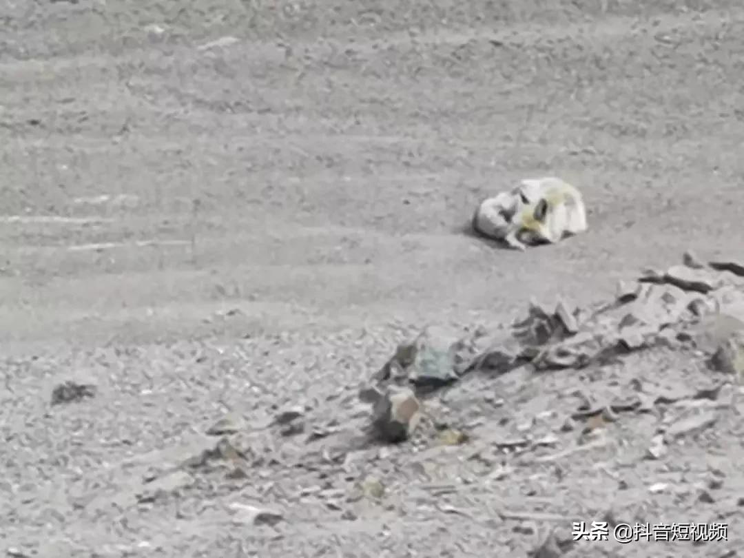 抖音竟然还有这样一对神仙眷侣,这一对神仙眷侣引众人羡慕