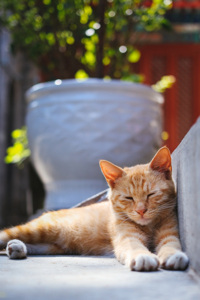 eos200d第一代拍照,eos200dii视频