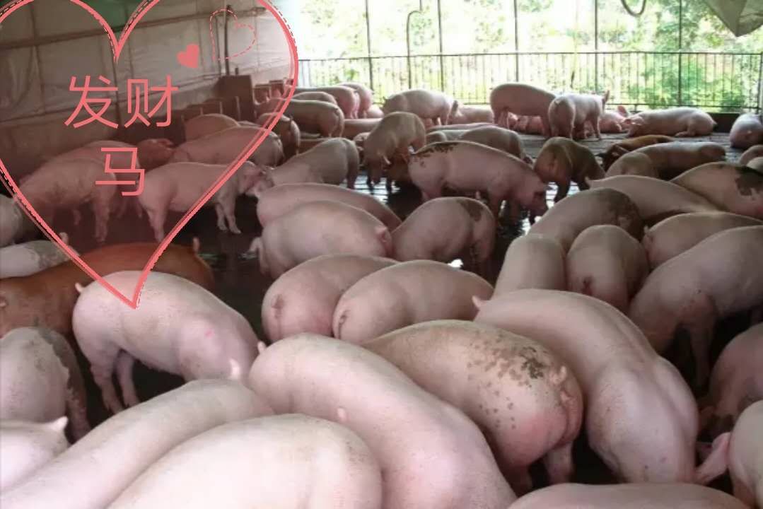 猪养不肥怎么办,猪养殖存在的问题及对策