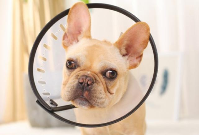 达克宁能治狗狗真菌吗,狗癣用达克宁擦多少天才能治好啊