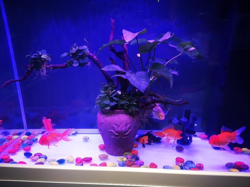 金鱼吃水草怎么养,金鱼吃水里的苔藓