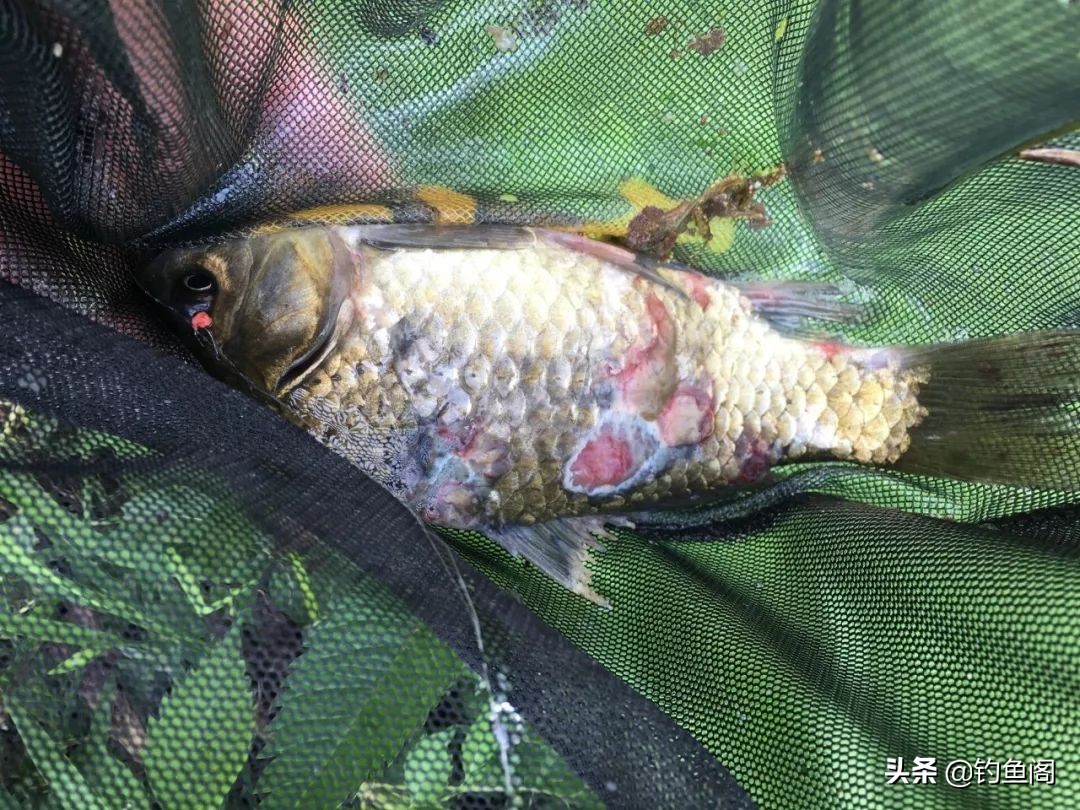 被倒刺钩钓过的鱼还能活吗,被翻板钩钓过的鱼能活吗