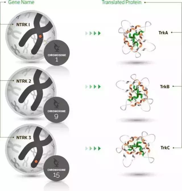 最新国外抗癌药,世界公认最好的抗癌药