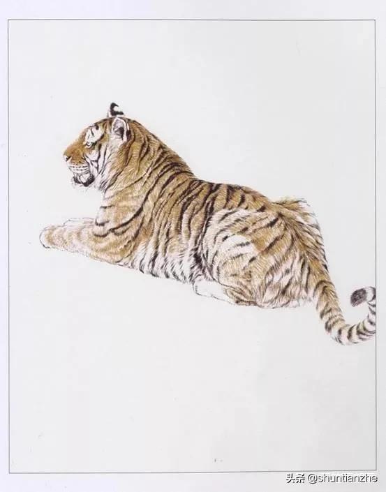 工笔老虎技法教学视频,工笔老虎胸毛的撕毛法