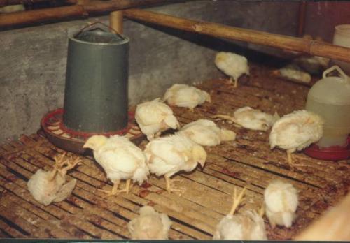 小鸡球虫病最佳治疗方法,小鸡球虫怎么治