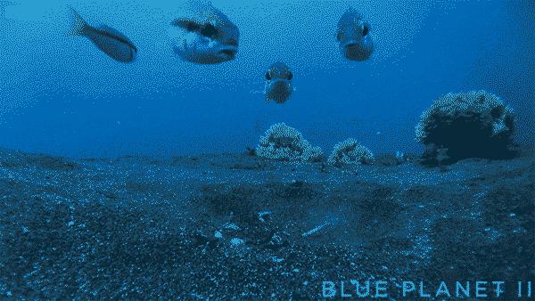 博比特虫可以吃掉一只鲨鱼吗,博比特虫捕食巨型鱼