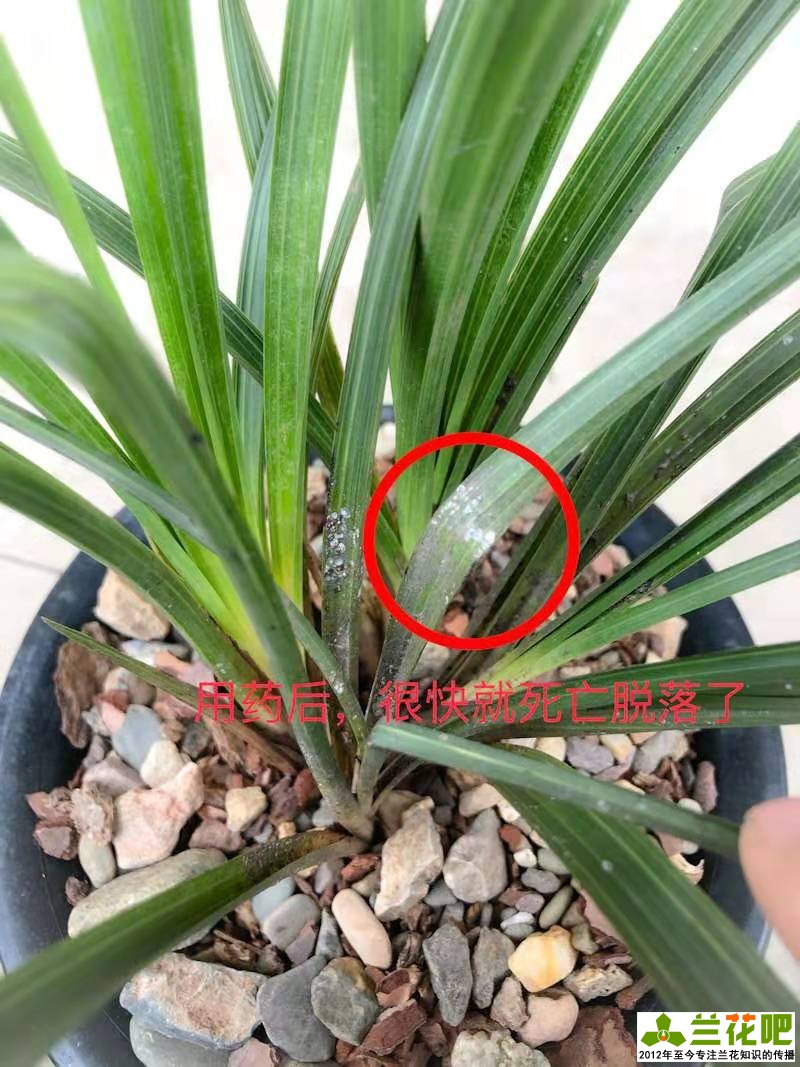 春季蚧壳虫活跃，叶片上白色颗粒刮擦刷治标不治本，两种药物根除