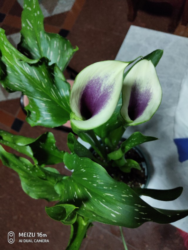 马蹄莲室内可以种吗,马蹄莲有多少种类型