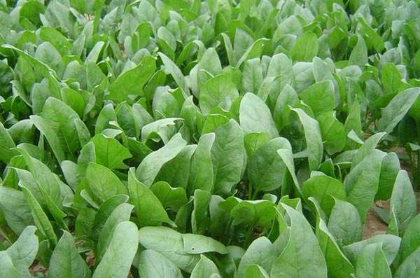 菠菜干枯病用什么治,菠菜花叶病怎么治