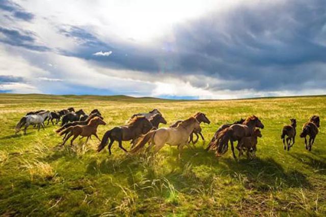 外蒙古的黄金多吗,外蒙古黄金矿产资源