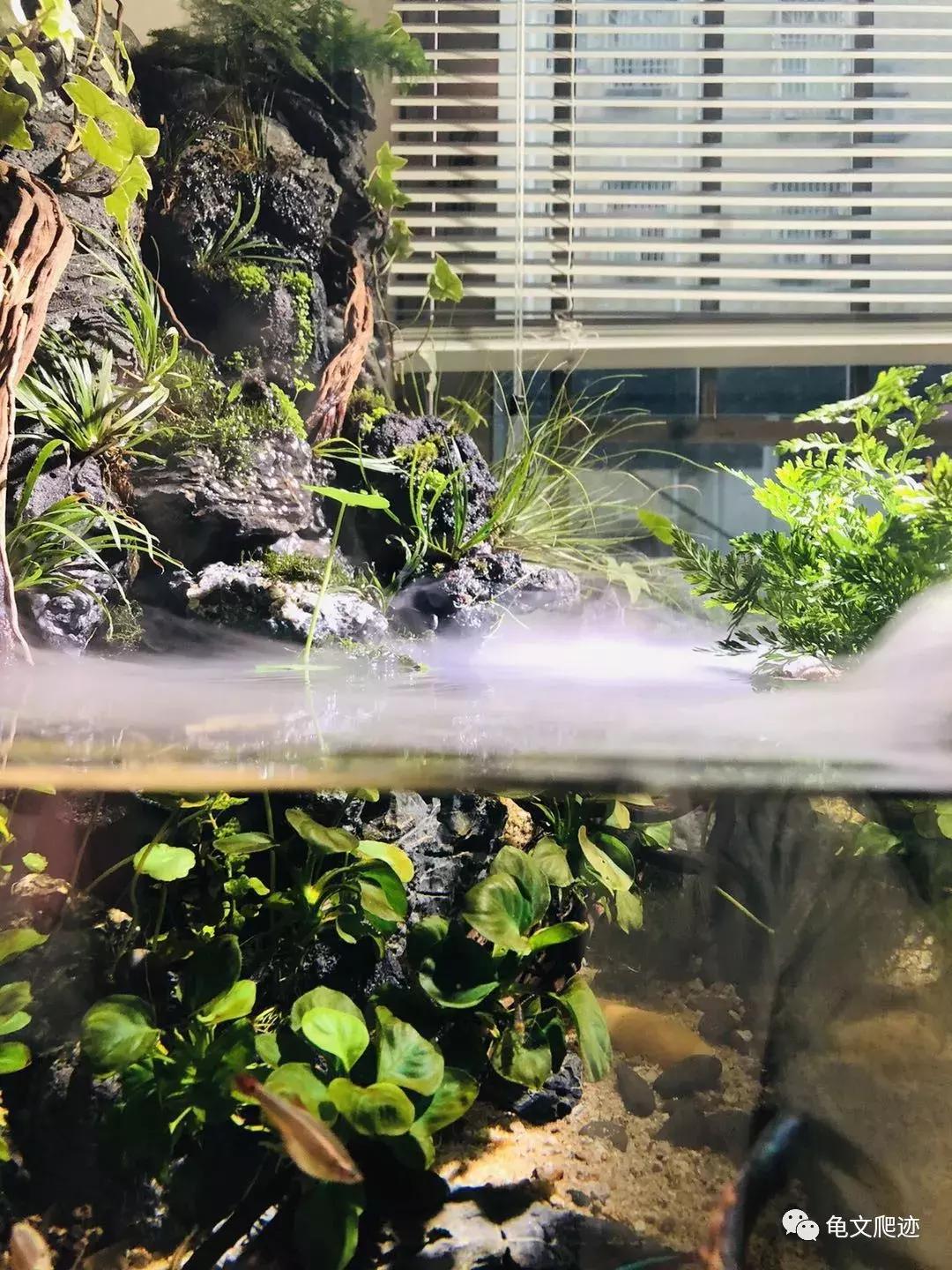 半水龟环境布置,最好玩的半水龟