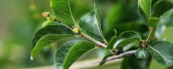 雀梅盆景的养护方法是什么,榔榆雀梅盆景倒盆后怎样养护