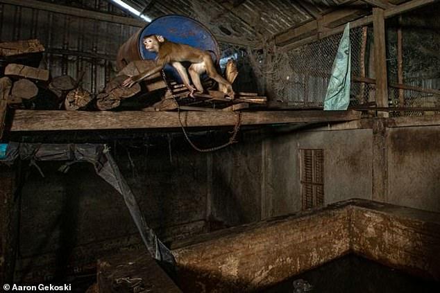 柬埔寨狗,柬埔寨狗场