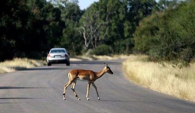 公路上撞死动物有责任吗,开车正常行驶撞了动物怎么处理