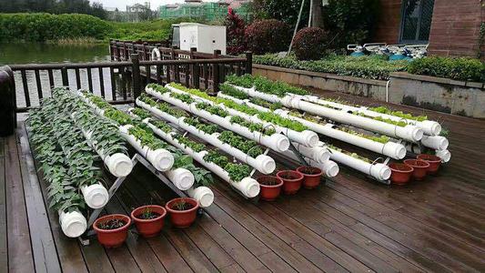 如何选阳台花卉盆种菜,阳台菜种植盆