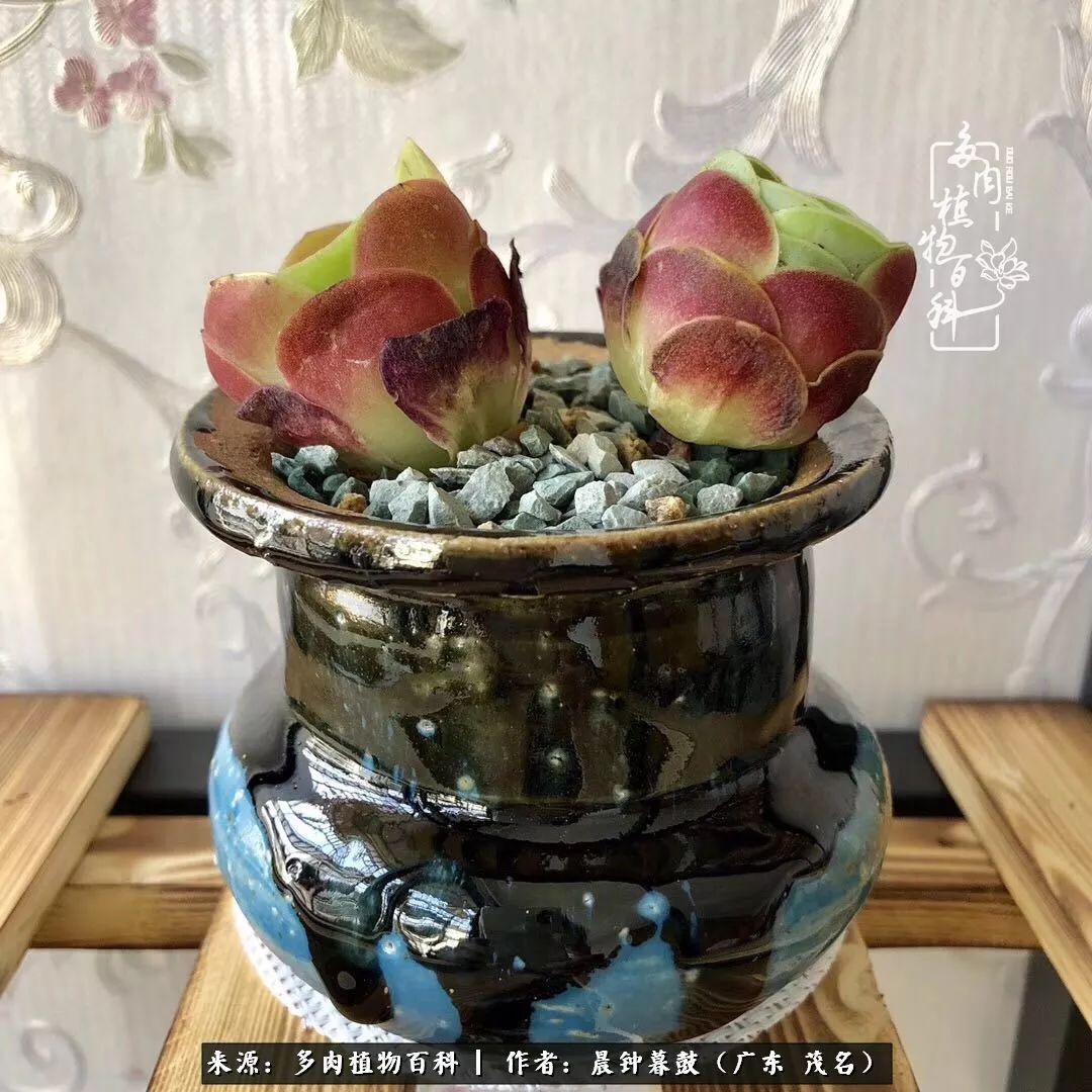 轻轻地告诉你,我的多肉也曾美过,不信你看看