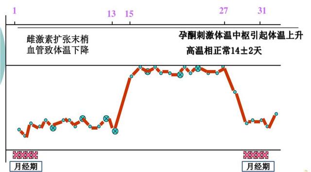 基础体温监测排卵的方法,普通排卵试纸怎么看