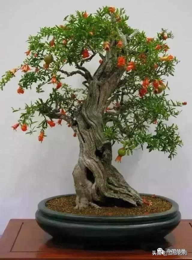 天生好养的36种盆景植物,什么植物盆景适合屋内养