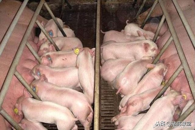 母猪各阶段的饲料选择与控制措施,母猪产前产后管理方法怎么管理