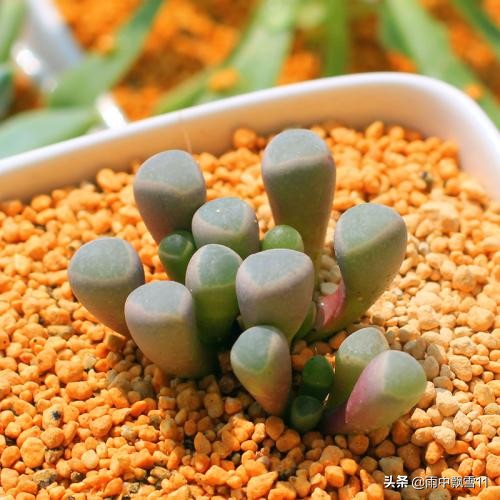 养多肉植物生石花,多肉植物生石花