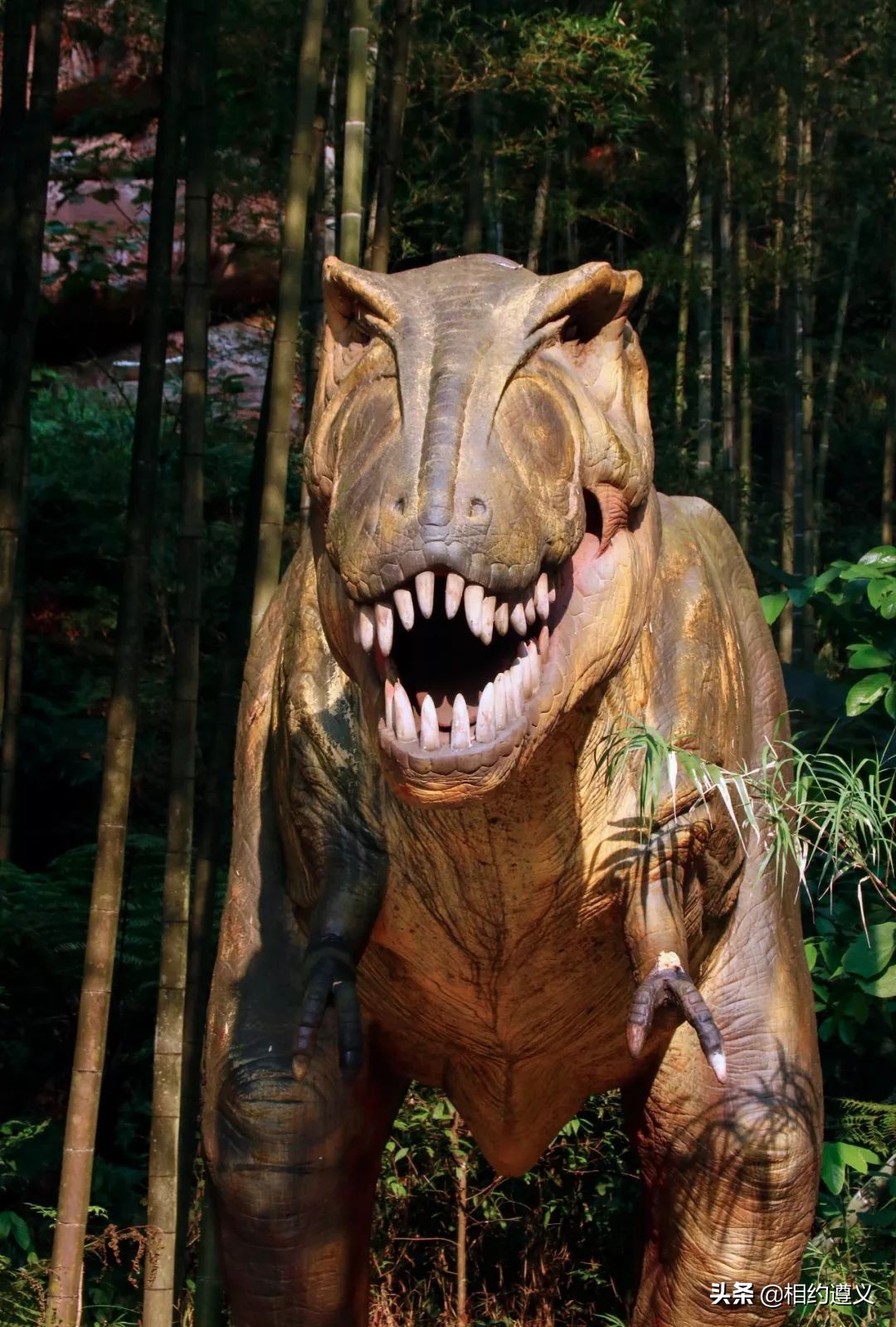 赤水大瀑布 侏罗纪公园 (世界唯一保留的侏罗纪原始公园)