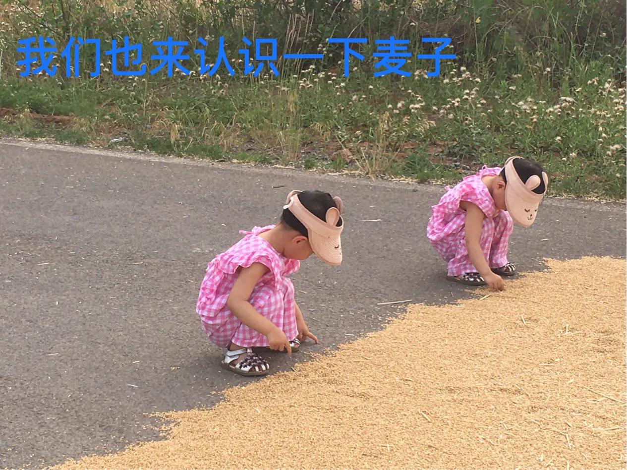 十二朵花的故事,一朵玫瑰花的故事