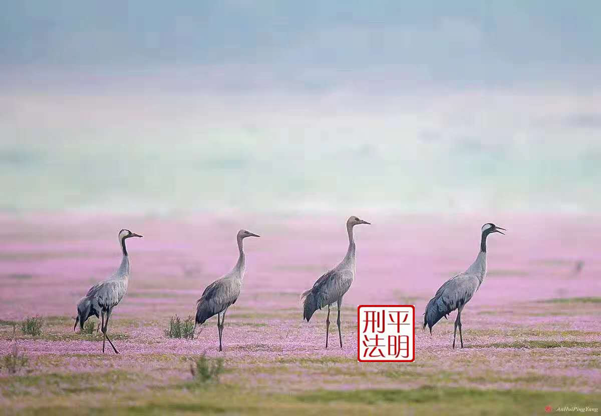 委托他人代购药规定,无偿代购毒品是否构成贩卖毒品