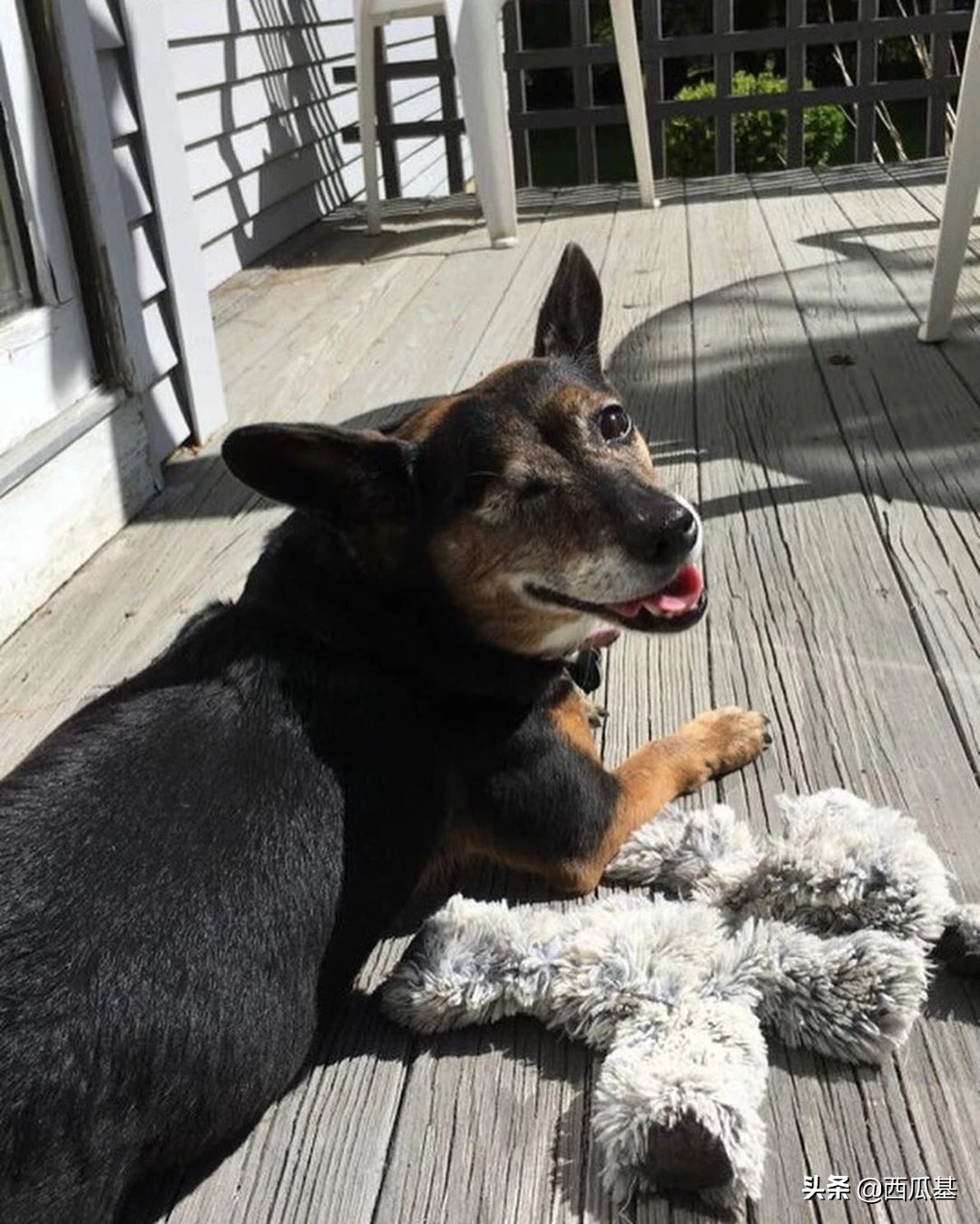 每天摸一只小狗小猫,每天摸一只小猫小狗