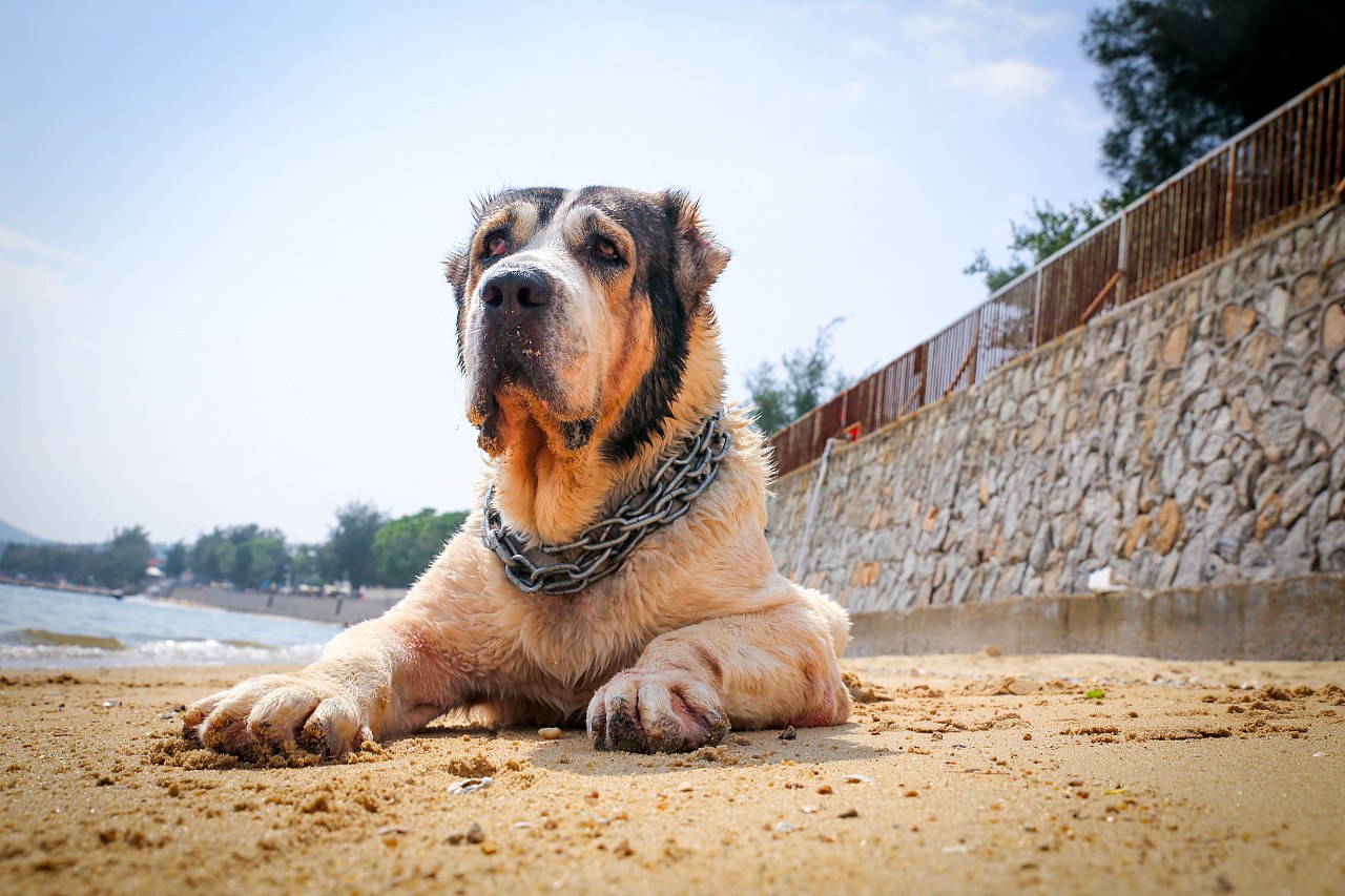 家里有熊孩子能养什么猛犬,家里面养几十条猛犬是什么体验