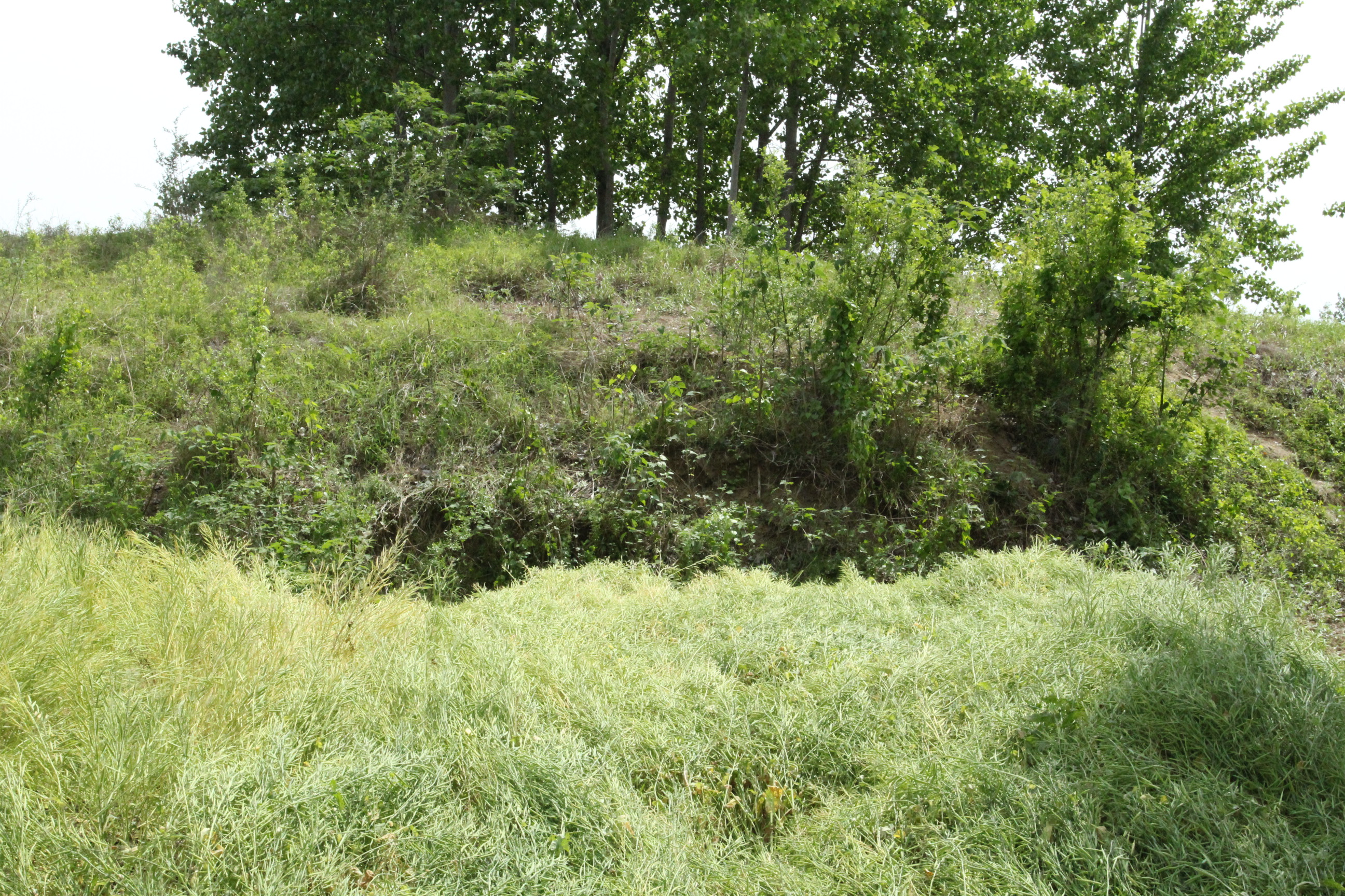 芒砀赤子,芒砀山盗墓纪录片