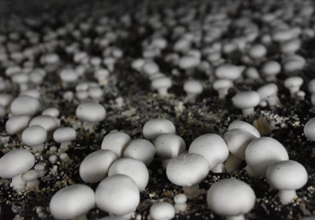 双孢菇高效栽培技术规程,双孢菇种植技术全过程