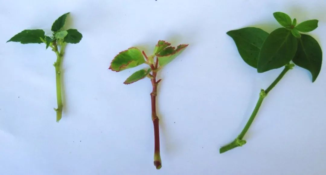 凤仙花修剪到根部要多久,凤仙花根长多大可以土培了